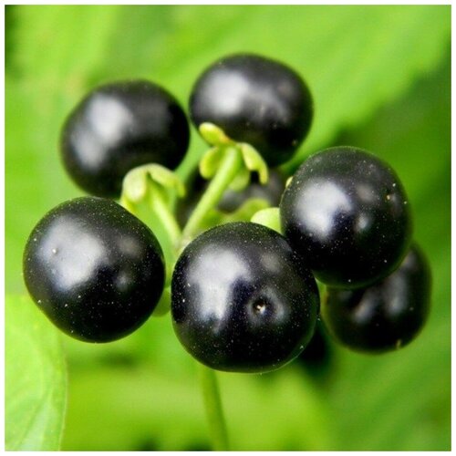 ������ ������ ������ ������ �������� 10 ��. ����