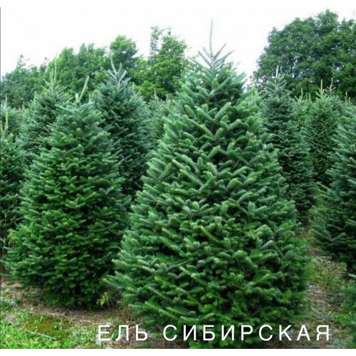 ������ ������ ������ ��� ���������, 20 ����, ��������� ���� - ����������� �������� ����