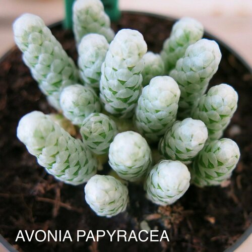 ������ ������ ������ ������������ ����� ��� ����������� ����