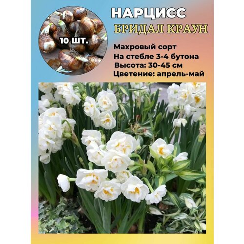 ������ ������ ������� ��������, ����������� ���������� �����, 10 ��. ����