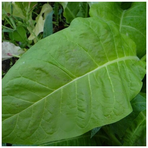 ������ ������ ������ ������ ����� ��������-7, 300 ��. ����