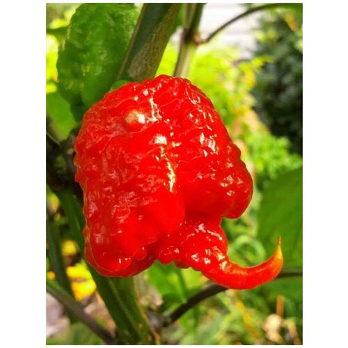     Carolina Reaper red, 5    -     , -,   