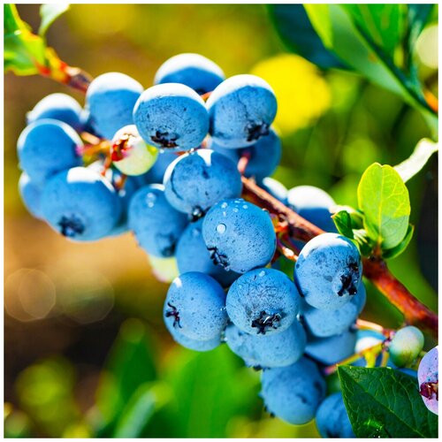 ������ ������ ������ ��������� �������� ������������ ���������, 20 �� ����