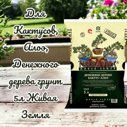 ������ ������ ��� ��������, ����, ��������� ������ ����� 5� ����� ����� ����