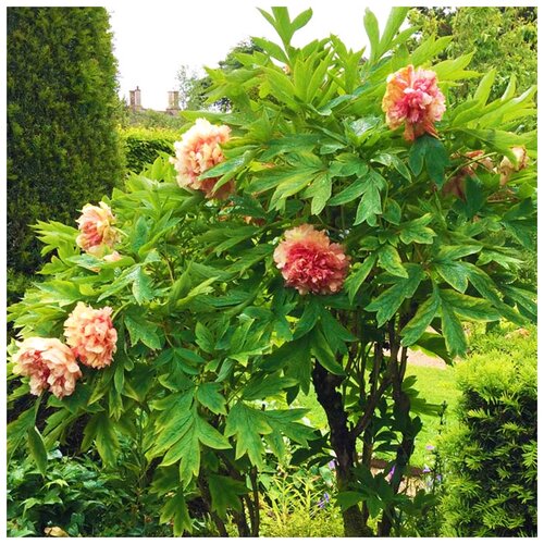 ������ ������ ����������� ���� ��������, ������, 5 �� ����