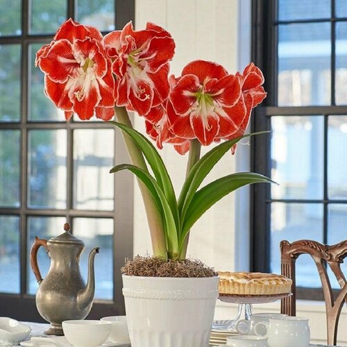 ������ ������ ����������� �����, Hippeastrum Samba, ������ ����