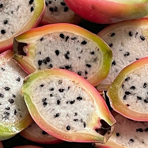 ������ ������ ������ ���������� (Cereus hildmannianus) ������ 5 ���� ����