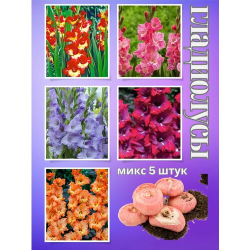 ������ ������ ��������� ��������, ���� 5���� ����