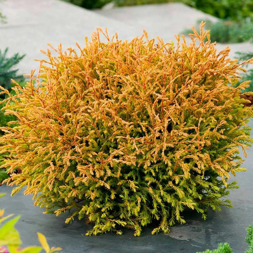 ������ ������ ��� �������� ������ ������ (1 ������� � ������ 15-20 ��). Belgium Plants Van. (�������) ����