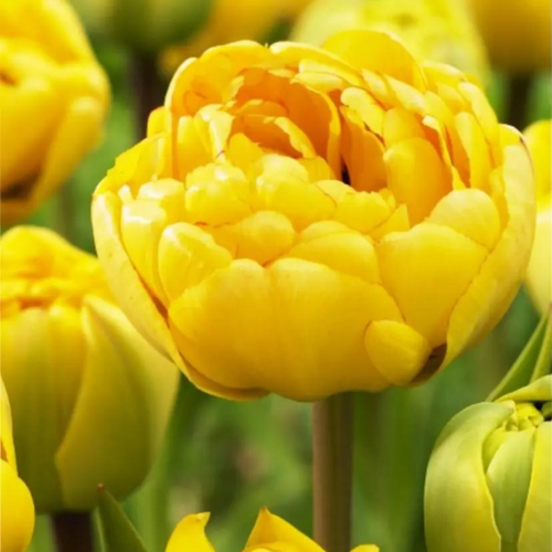 ������ ������ �������� ������, Chipollino flowers, ������� DOUBLE TROUBLE (5 �������) ����