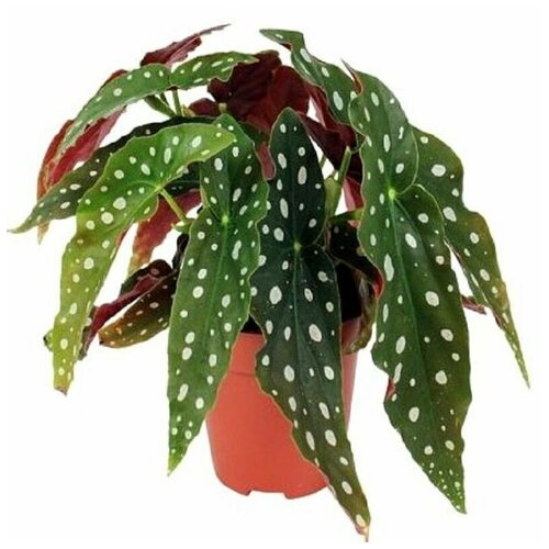    , Begonia MACULATA,  