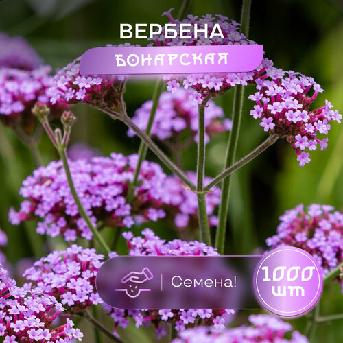 ������ ������ ������� ��������� (������-���������) SVN seeds, ������ 1000 ��. ����