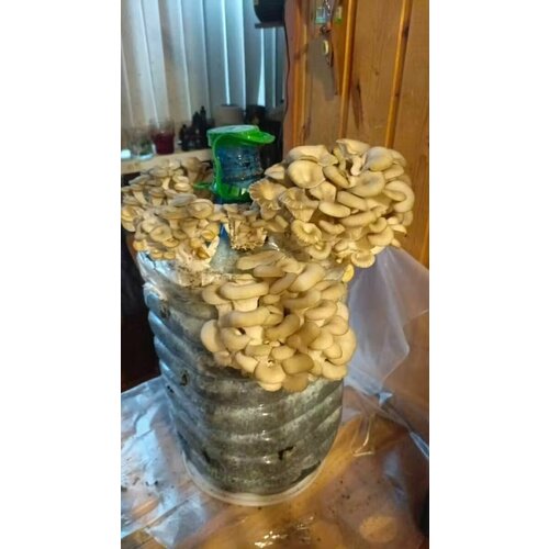 ������ ������ ������� ������ ������� �������� (����� �5) - 500 ��. ����