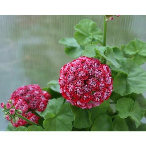 ������ ������ ������ ���������� ���������� ��������� ���� ������� ��� ���� 4 �� (1 �������� (O)) ����