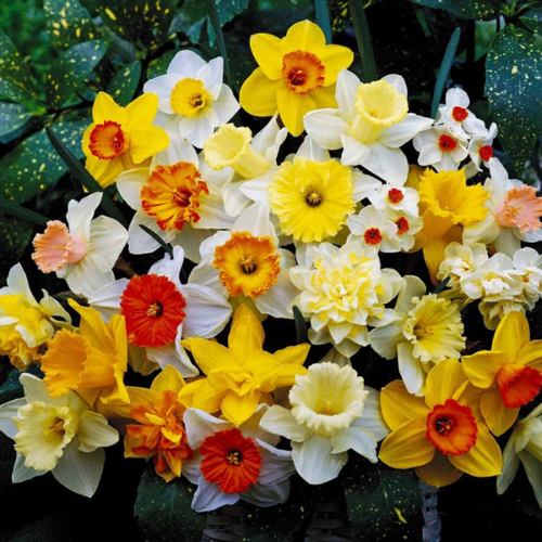 ������ ������ �������� ������, bulbs servise, �������� ���� ������ ( 10 ���� ) ����