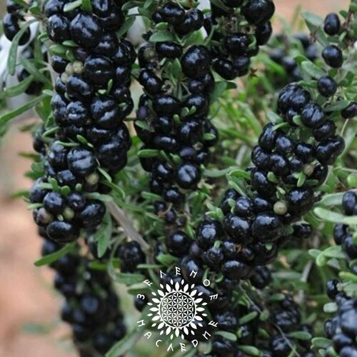 ������ ������ ������ ����� ������ (���. Lycium ruthenicum) 10�� �� Green Legacy ����