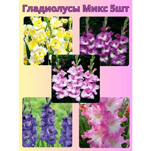 ������ ������ ��������� ���������������, �������� ���������� ���� 1 ����