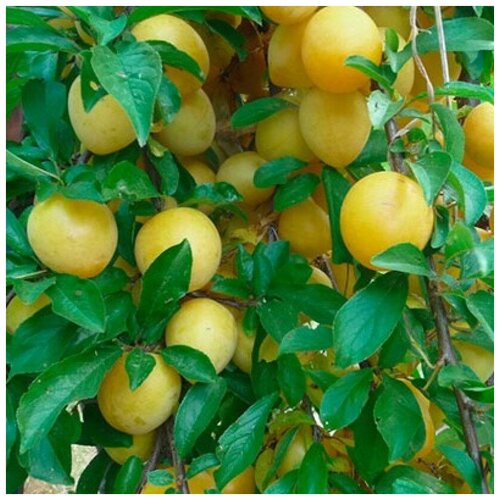 ������ ������ ������ ������ ����� ����� 5 ��. ����