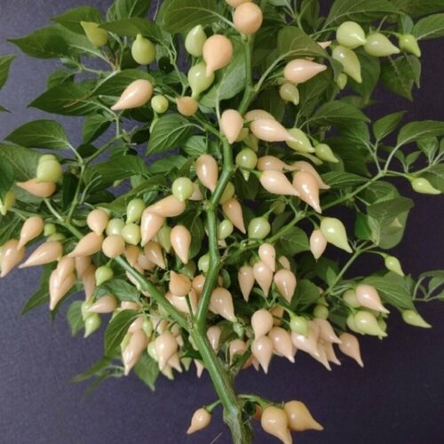 ������ ������ ������ ������ ����� ������ Biquinho Salmon 5 ��. ����