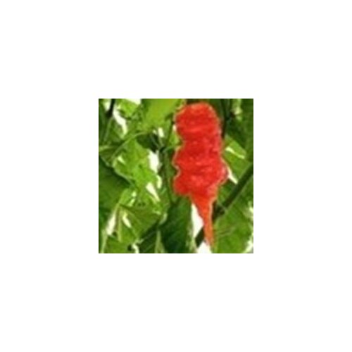      Naga Morich, 5  +  