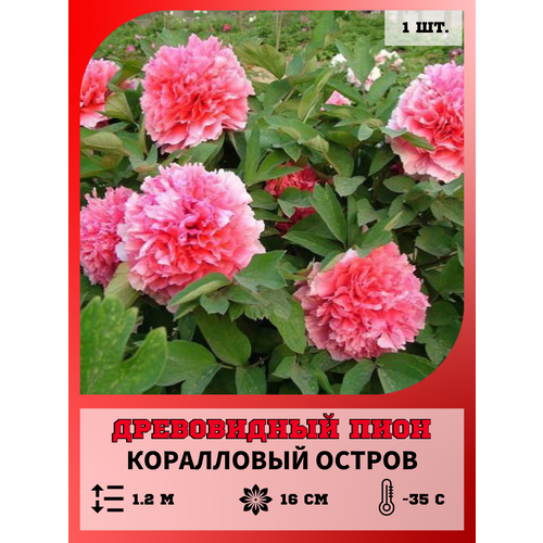 ������ ������ ���� ����������� ���������� ������, ������� 1 ����� ����