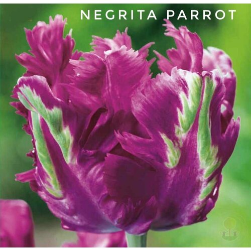    ,   Negrita Parrot (4 )   -     , -,   