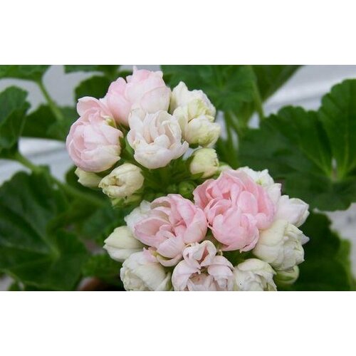 ������ ������ ������ ���������� �������������� �������� ������� 4 �� (1 �������� (O)) ����