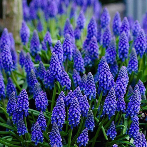 ������ ������ ������� ���������� (10 ��) ����