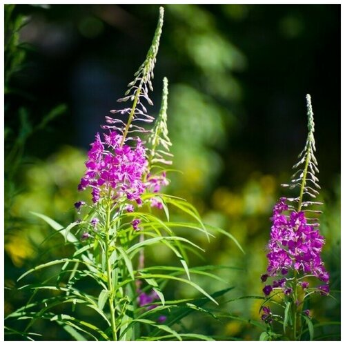 ������ ������ ������ ������ ����-��� ������ ����������� 100 ��. ����