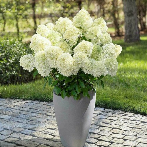 ������ ������ ��������� ����� �����������, ��� ���������� � �������� �����������, ������ ����