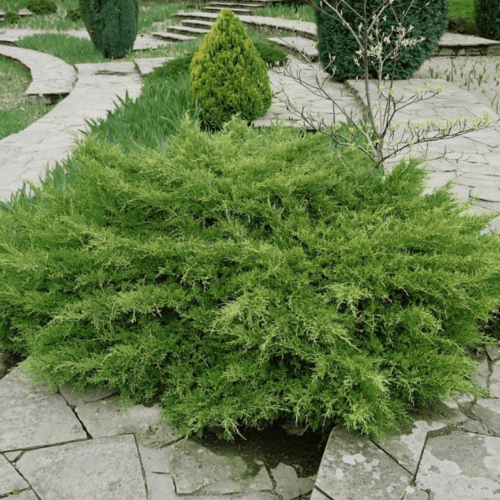 ������ ������ ������������ �������� ��������� ������� (1 ������� � ������ 15-20 ��). Belgium Plants Van. (�������) ����