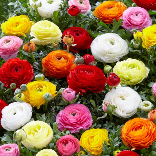 ������ ������ �������� ������ , ������ , �������� ���������� MIX ( 10 �� ) ����