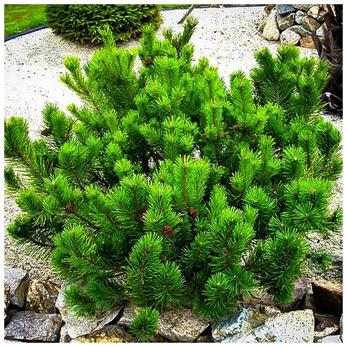 ������ ������ ������ ��������� ����� ������ ����� ������, 20 �� ����