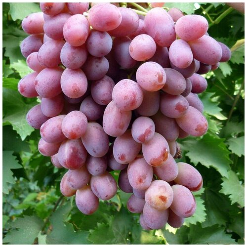 ������ ������ ������ ������ �������� ������� ������ ������ 10 ��. ����