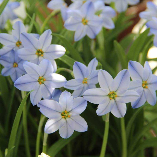  Ipheion Uniflorum Rolf(10 )   -     , -,   