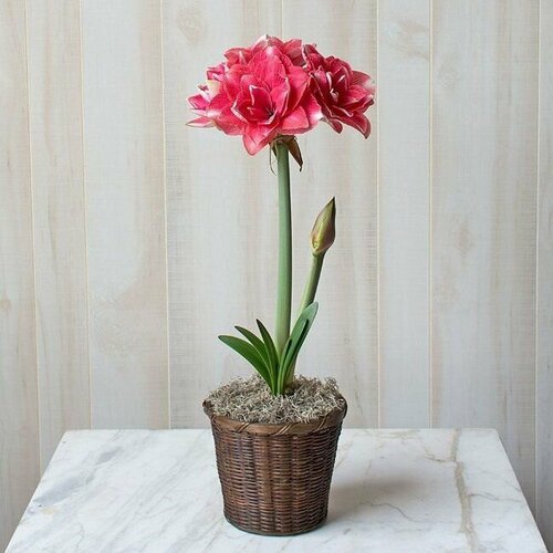 ������ ������ ����������� ���� ����, Hippeastrum Double Dream, ������� �����, ������ ����