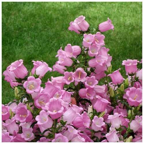 ������ ������ ������ ������ ����������� �������� ������� 100 ��. ����