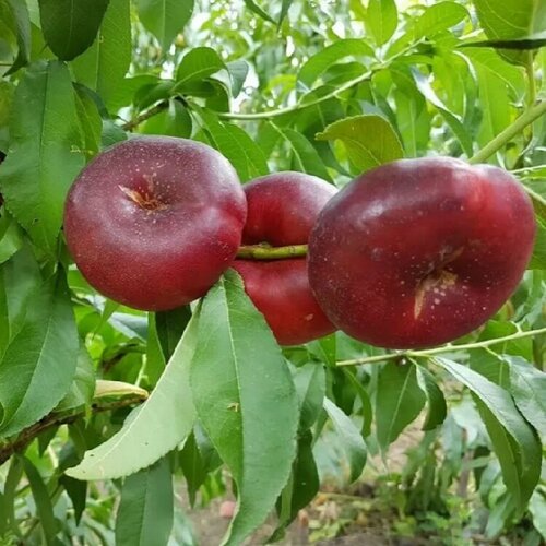 ������ ������ ������ ������ �������� �������� 5 ��. ����