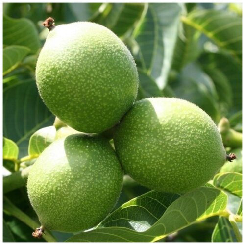 ������ ������ ������ ������ ������� ���� ����� 5 ��. ����