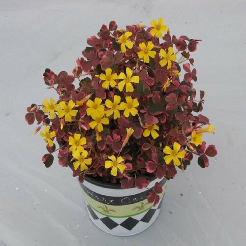 ������ ������ ������� ��������, ������� ���������, ������ ����