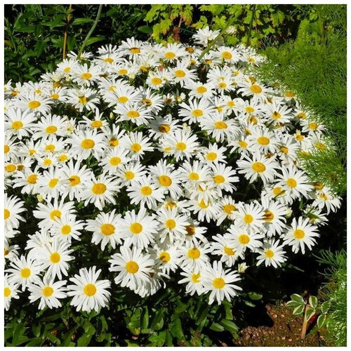 ������ ������ ������ ������ ������� ����������� ���������� ��������� 50 ��. ����