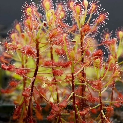     , Drosera Madagascariensis 10+ ,  ,   