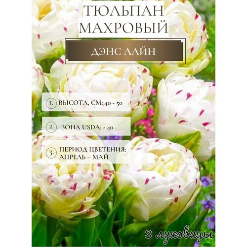 ������ ������ ������� �������� ����������� ������ ����