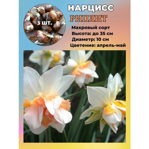 ������ ������ ������� ��������, �������� 3 ����� ����