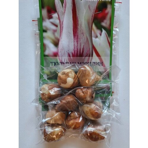 ������ ������ �������� ������� ������� - 10 ��. ����