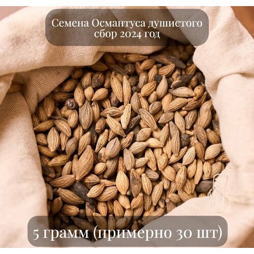 ������ ������ ������ ��������� ��������� �������, 5 ����� (�������� 30 ��) ����