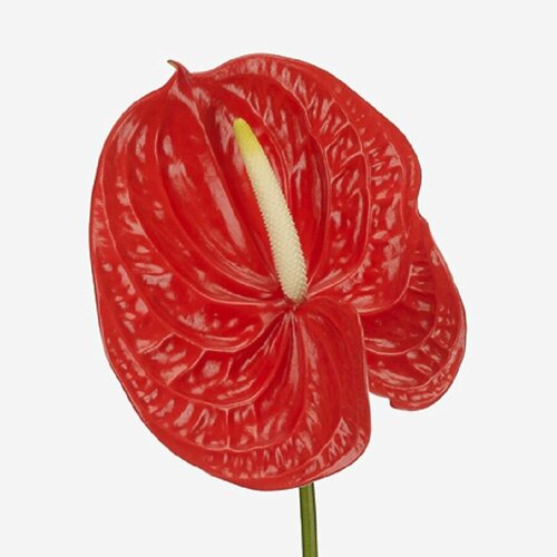 ������ ������ �������� �������, Anthurium Naranja, ������ ����