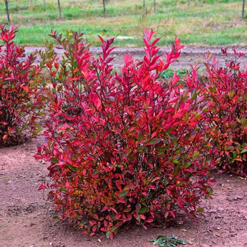 ������ ������ ���� ���������� ������ (1 �������) ����