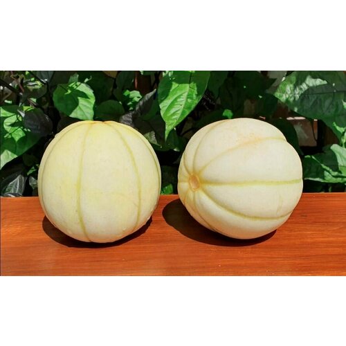 ������ ������ ������ ���� �������� ���������� ���� (Kiku Chrysantemum) / Seeds And Goods / � �������� zip-lock ��� ���������� 5 ����� ����