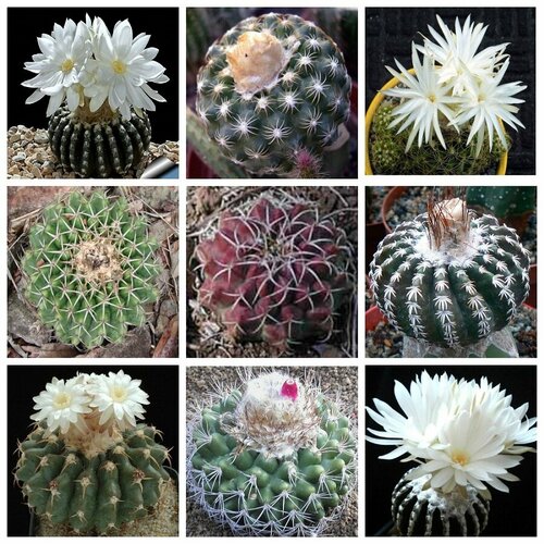 ������ ������ ����������� ���� ������, ������ ����